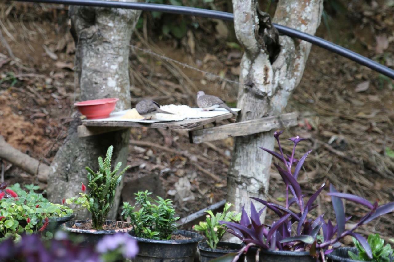 Secret Nest Homestay Ella Bagian luar foto