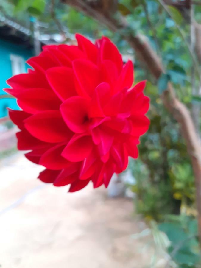 Secret Nest Homestay Ella Bagian luar foto