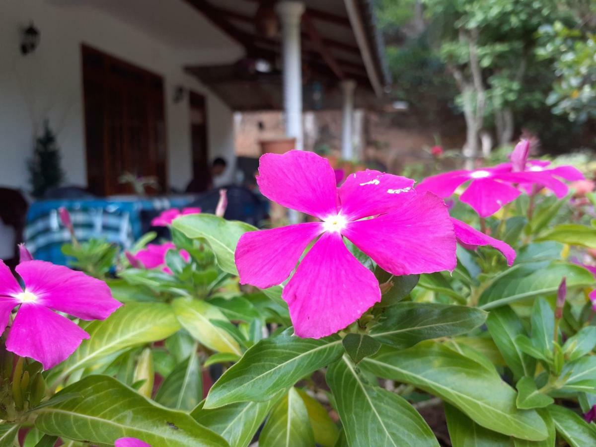 Secret Nest Homestay Ella Bagian luar foto